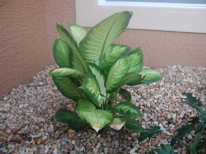 dumb cane