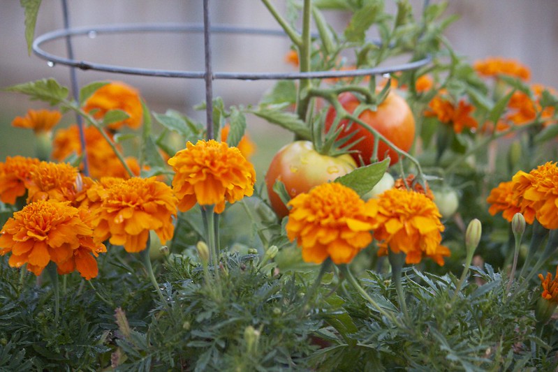 marigolds and tomatoes