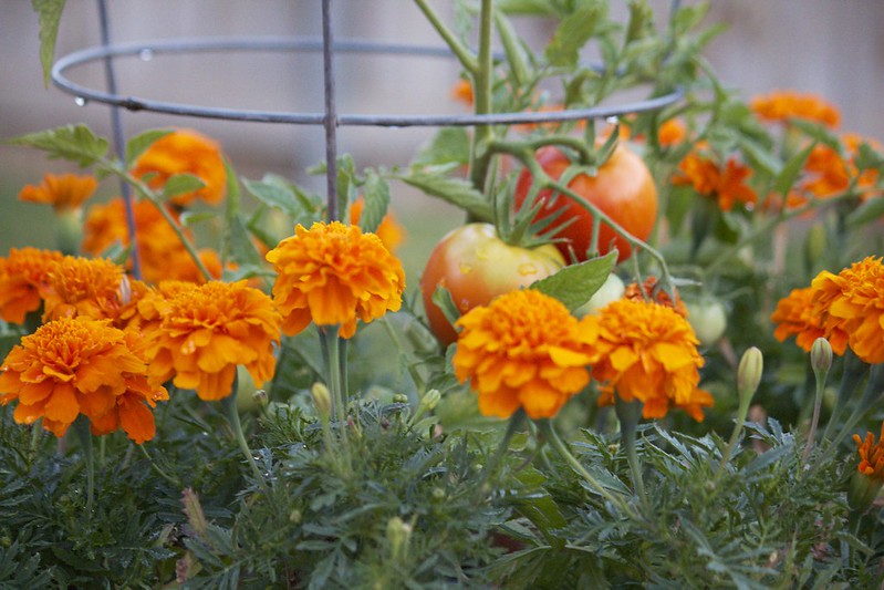 Companion Planting in Containers