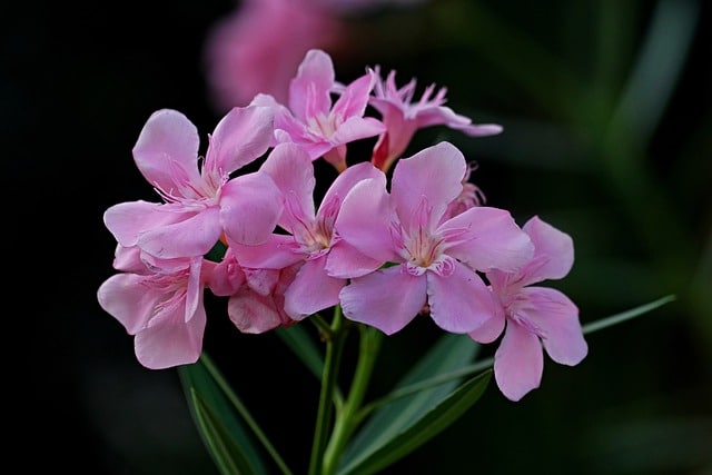 oleanders