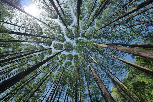 pacific northwest trees