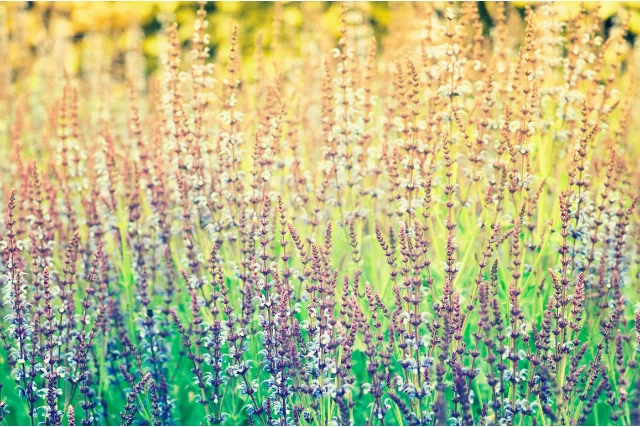 rows of salvia
