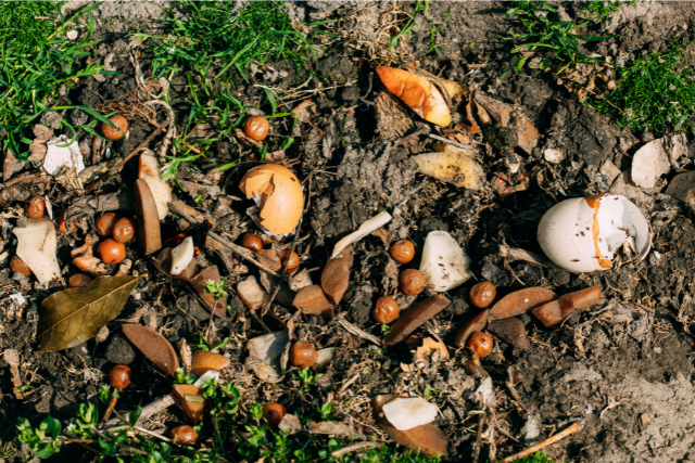 What is Compost? A Guide to Creating Rich, Fertile Soil