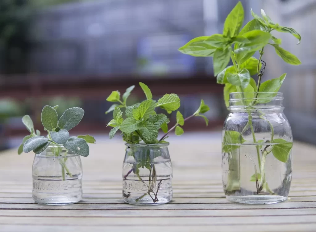 Best Herb Garden Starter Kits