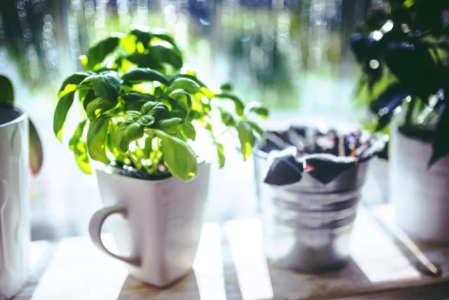 Top 7 Herbs to Grow in Small Spaces