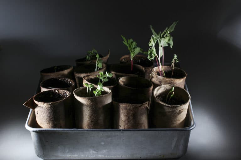 small-herbs