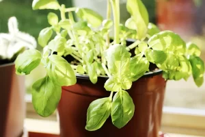 basil plant