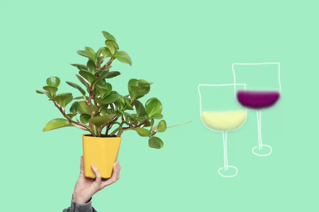 wine and plant illustration