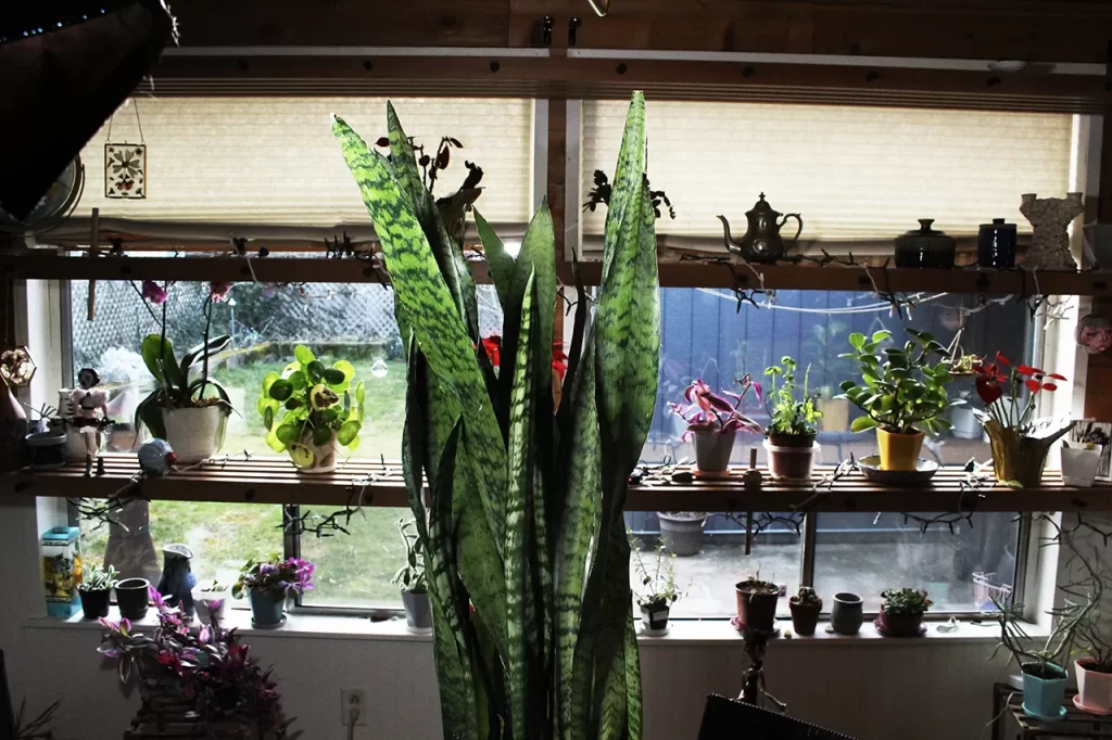 snake-plant