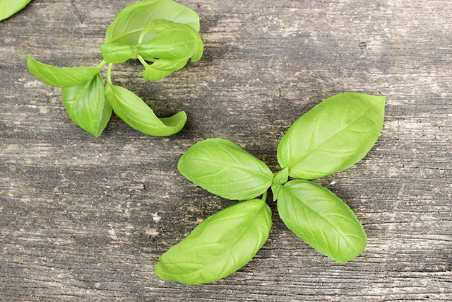 basil leaves
