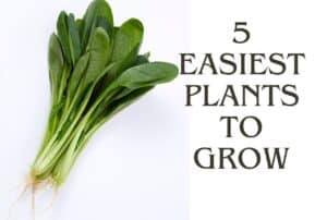 header image of spinach