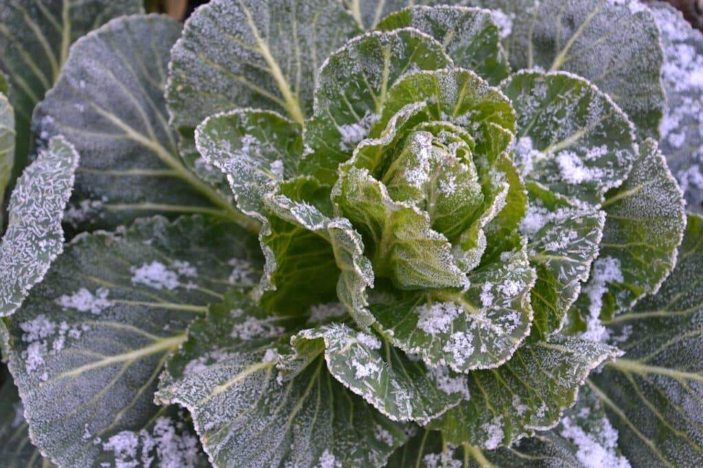 frosty cabbage
