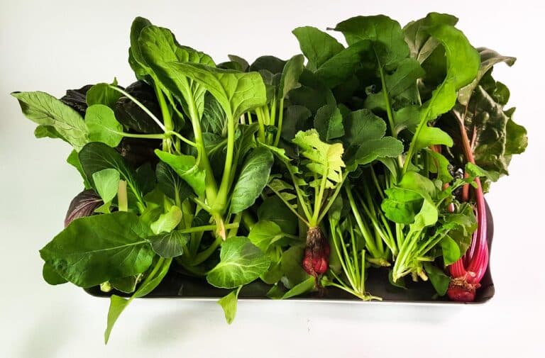 hydroponic-system