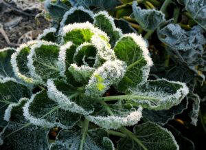 winter vegetable