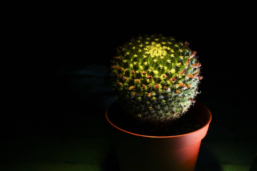 How Often Should You Water Indoor Plants? Cacti do not require constant watering.