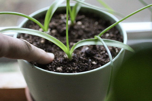 wet soil check. sticking a finger in potted plant soil