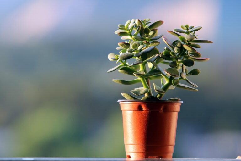 beautiful houseplant