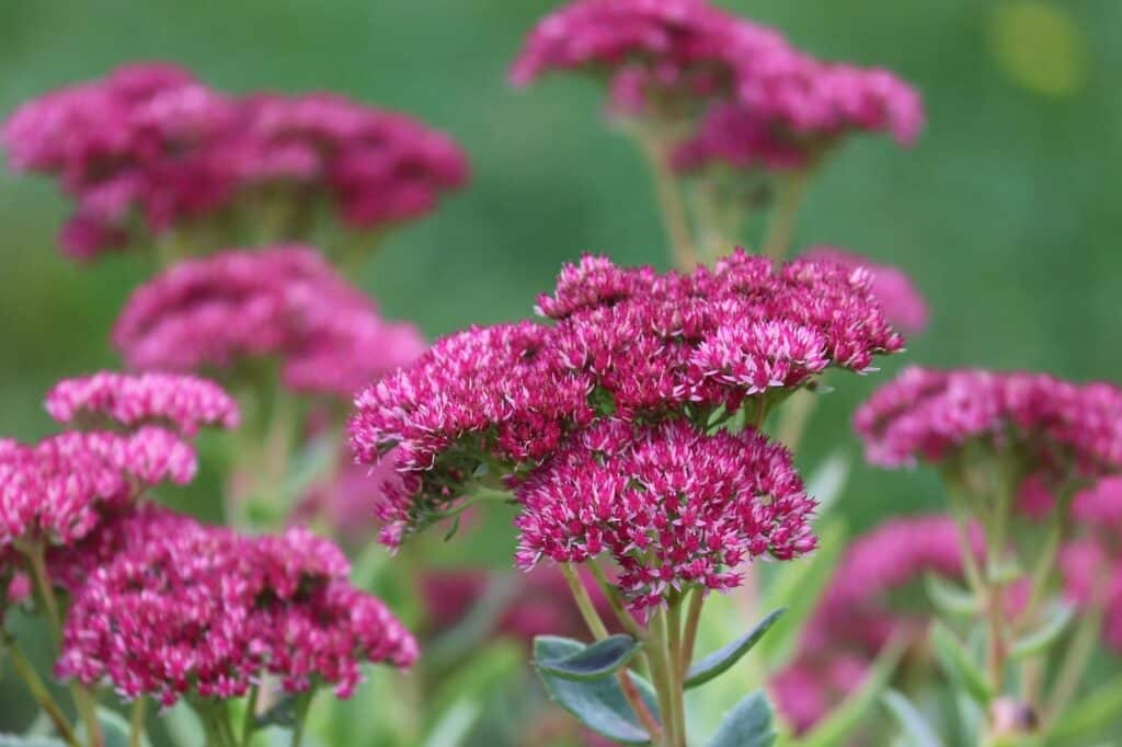 Autumn Joy Sedum 