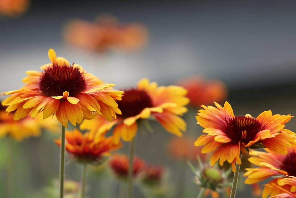 blanket flowers