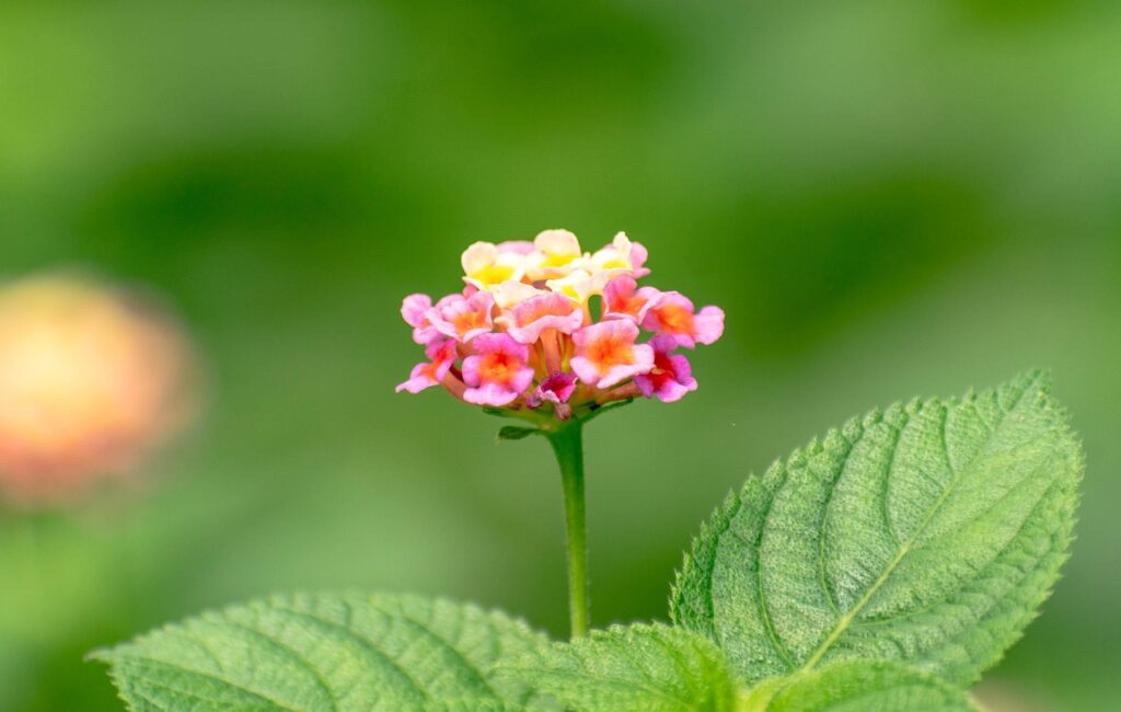 Lantana (Lantana camara)