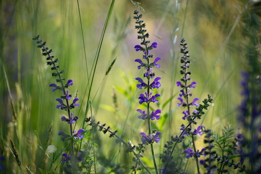 Russian Sage plant