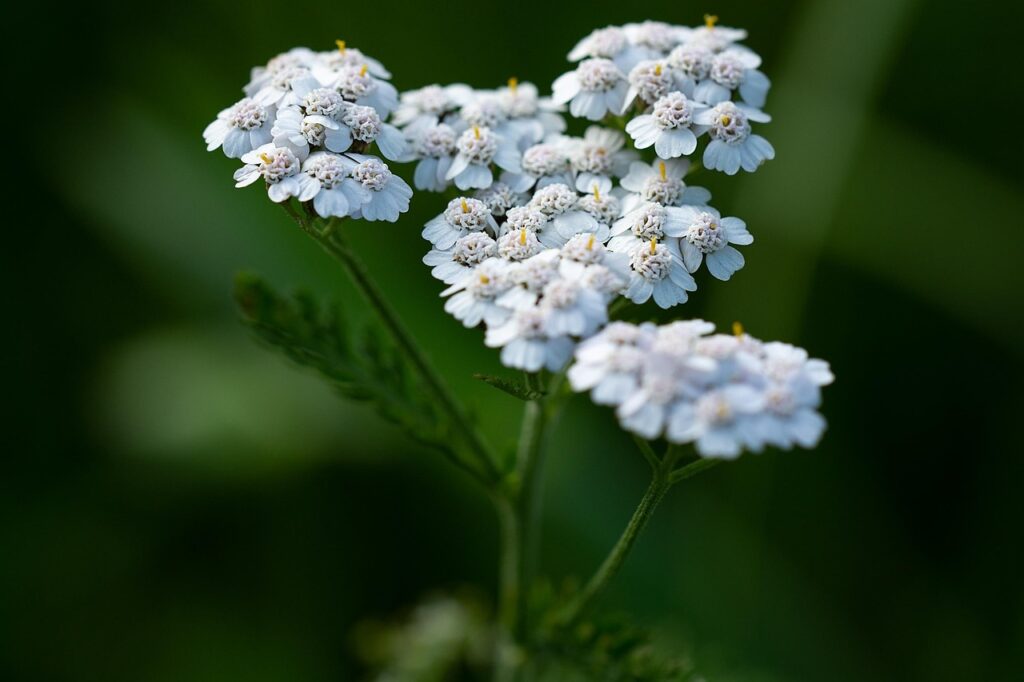 Yarrow is one of the 10 Low-Maintenance Perennials for Zone 8 Gardens